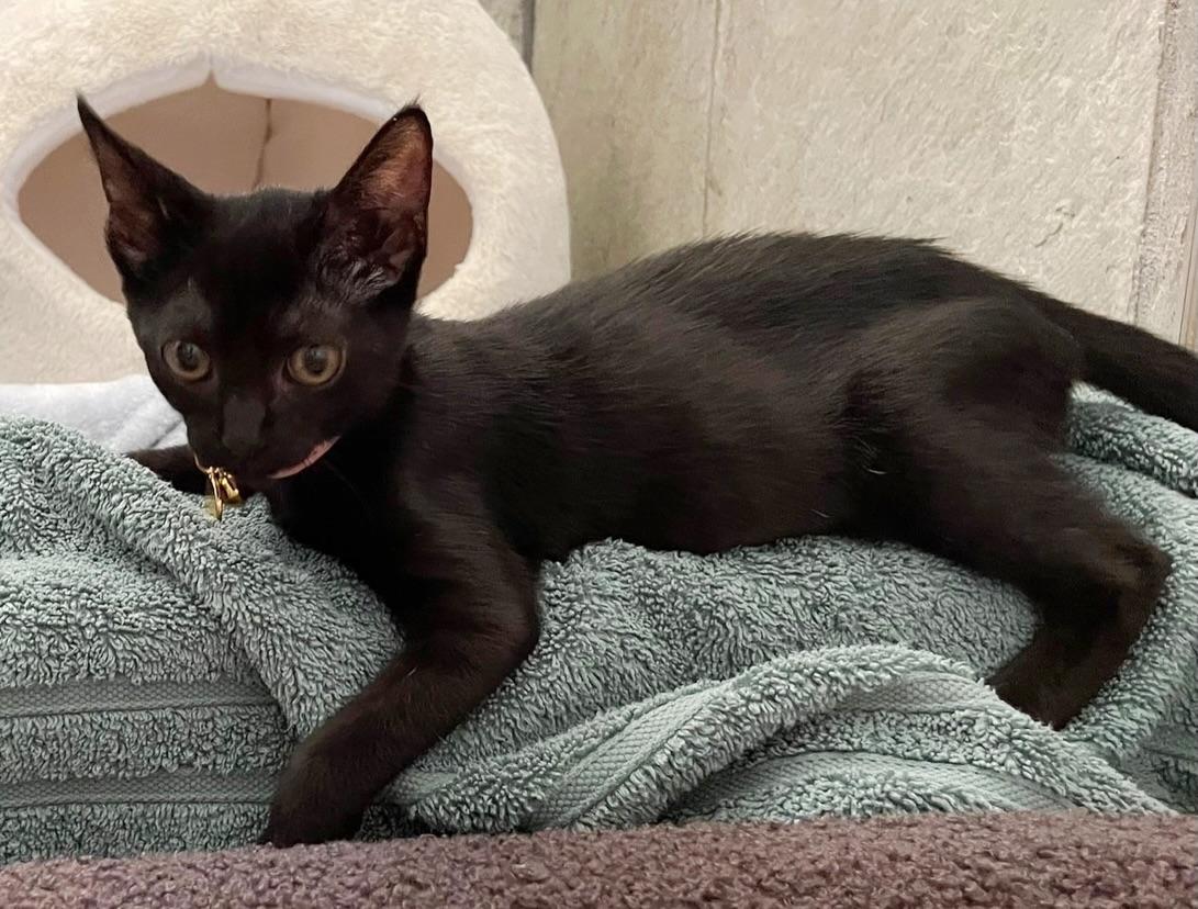 Ink, an adopted Domestic Short Hair in Honolulu, HI image 3/4