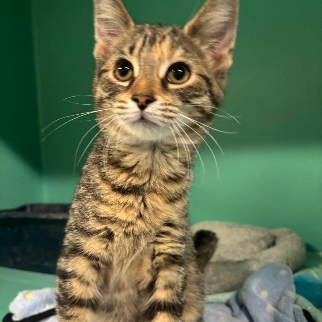 Nimbus 46C25, Adoptable, Young Female Domestic Short Hair.