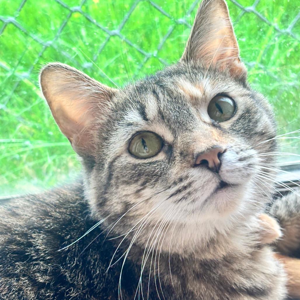 Nimbus 46C25, a Adoptable Domestic Short Hair in Napoleon, OH image 2/6