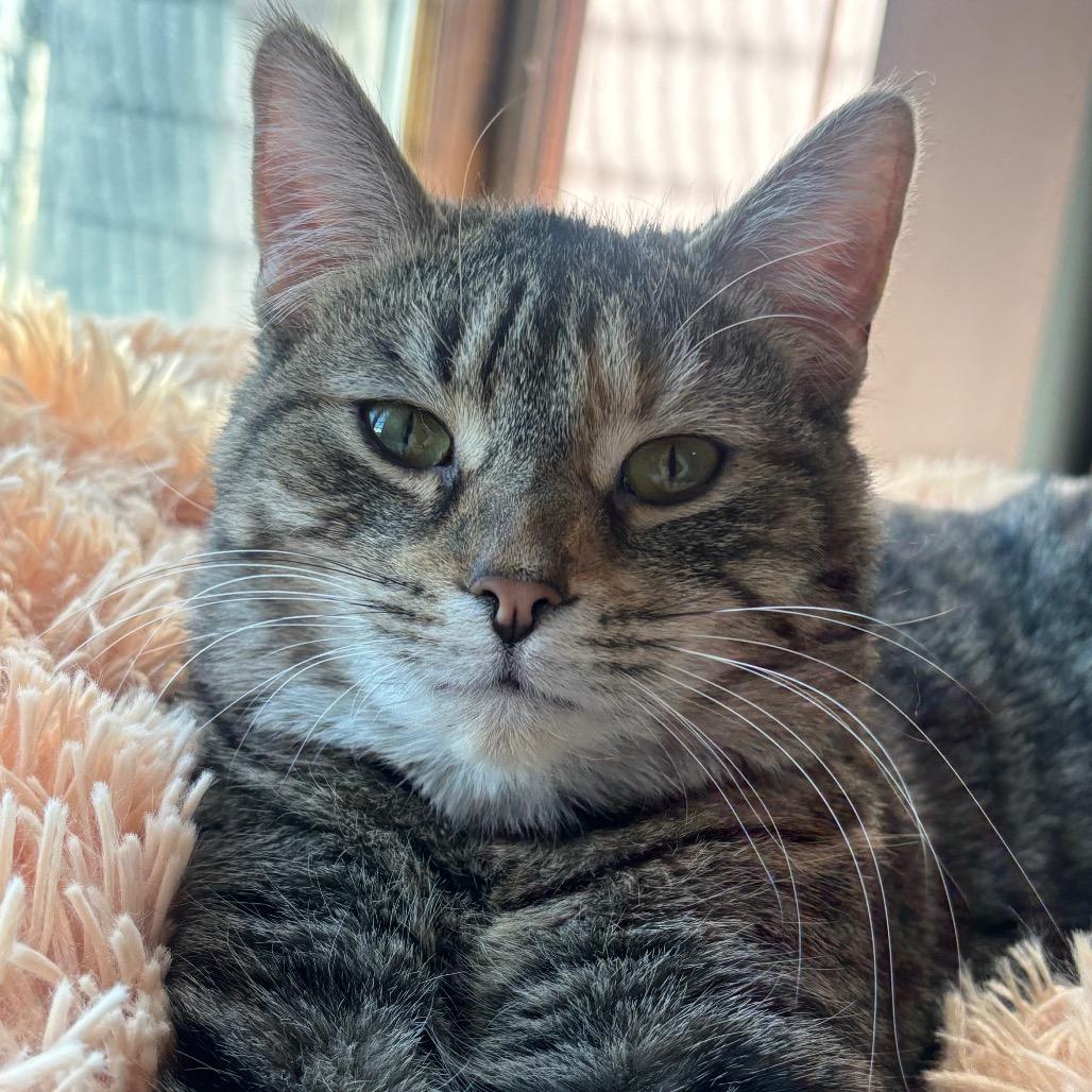 Enlarge Nimbus 46C25, a Adoptable Domestic Short Hair in Napoleon, OH image 2/6