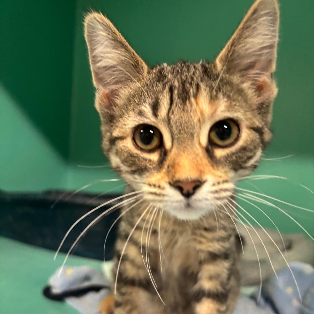 Enlarge Nimbus 46C25, a Adoptable Domestic Short Hair in Napoleon, OH image 4/6