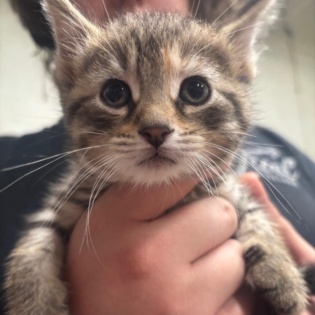 Enlarge Nimbus 46C25, a Adoptable Domestic Short Hair in Napoleon, OH image 5/6