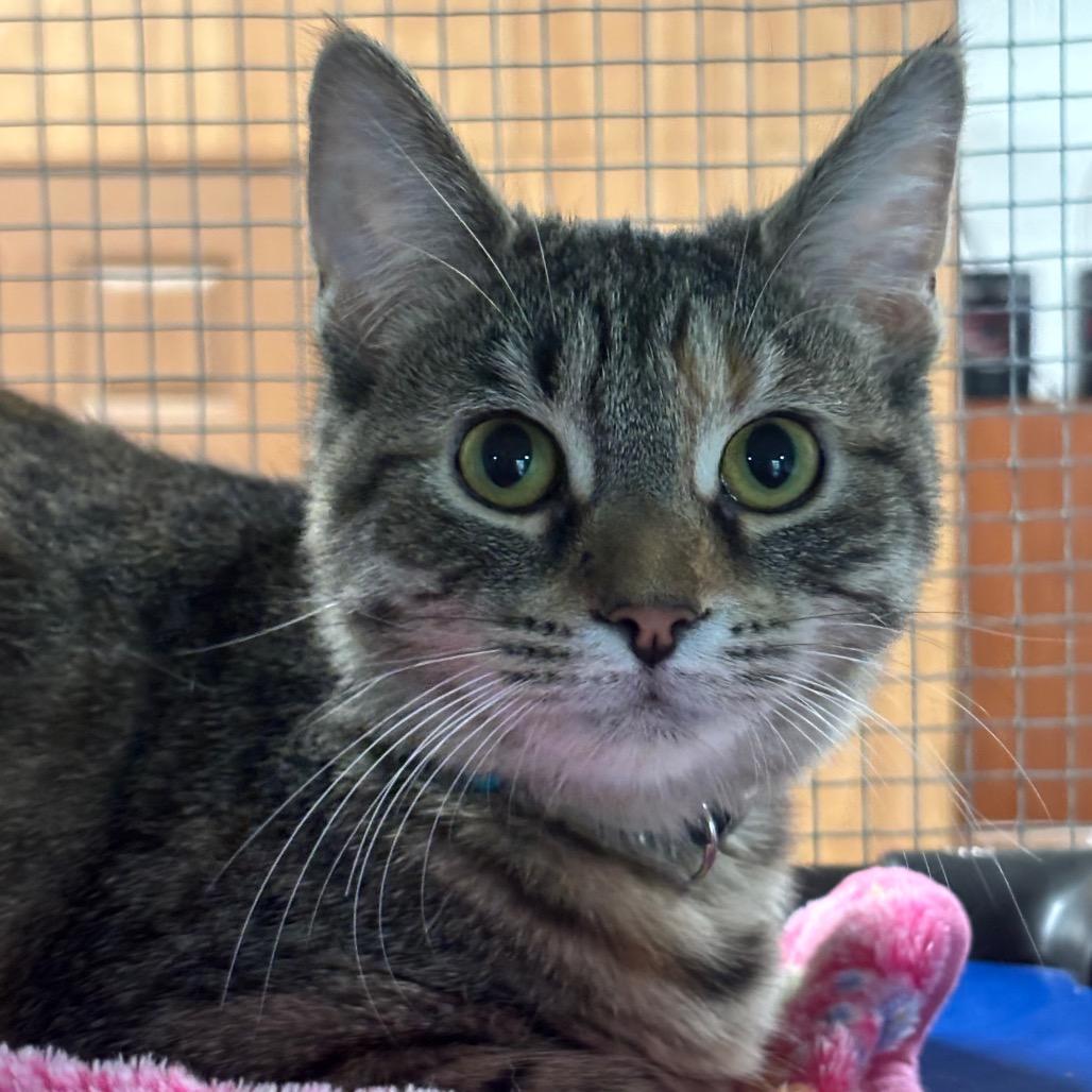 Enlarge Nimbus 46C25, a Adoptable Domestic Short Hair in Napoleon, OH image 6/6