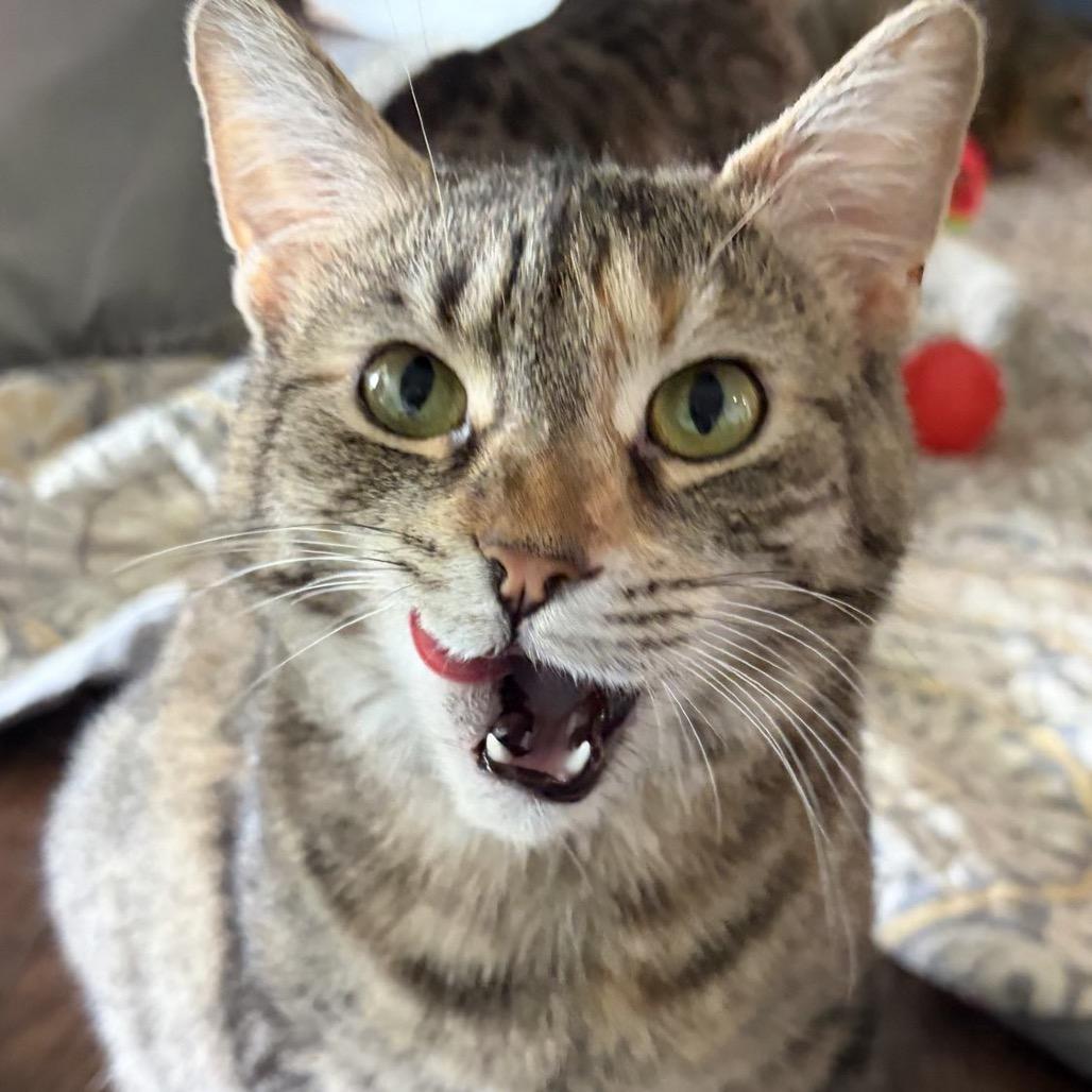 Enlarge Nimbus 46C25, a Adoptable Domestic Short Hair in Napoleon, OH image 6/6