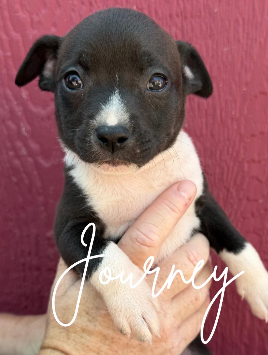 Journey, an adopted mixed breed in Herald, CA image 1/2