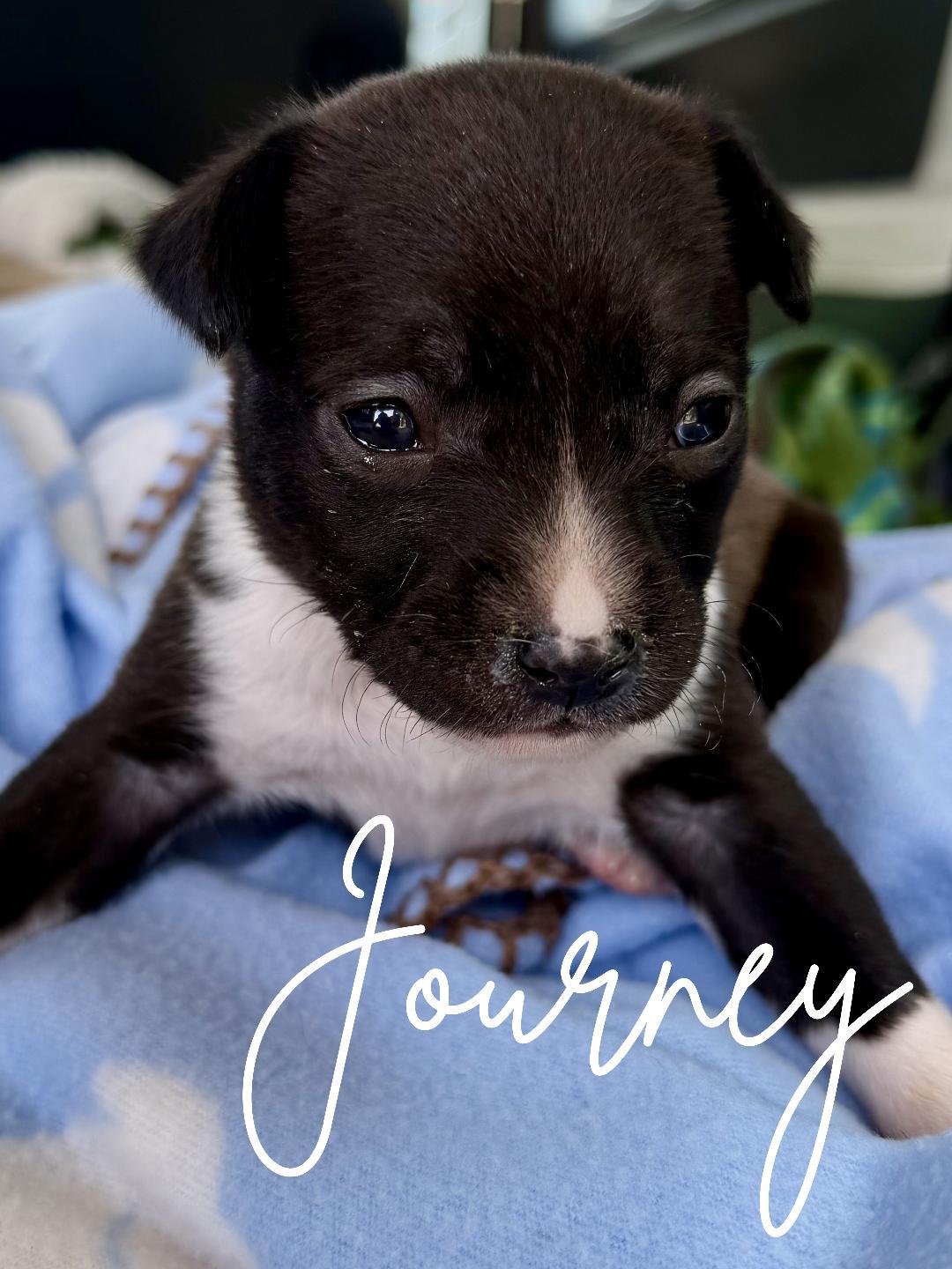 Journey, an adopted mixed breed in Herald, CA image 2/2