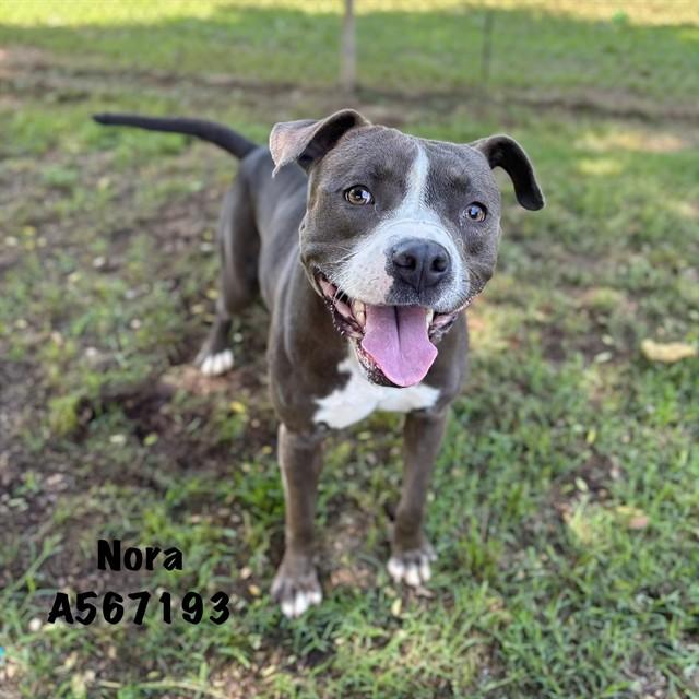 NORA, Adoptable, Adult Female Pit Bull Terrier.