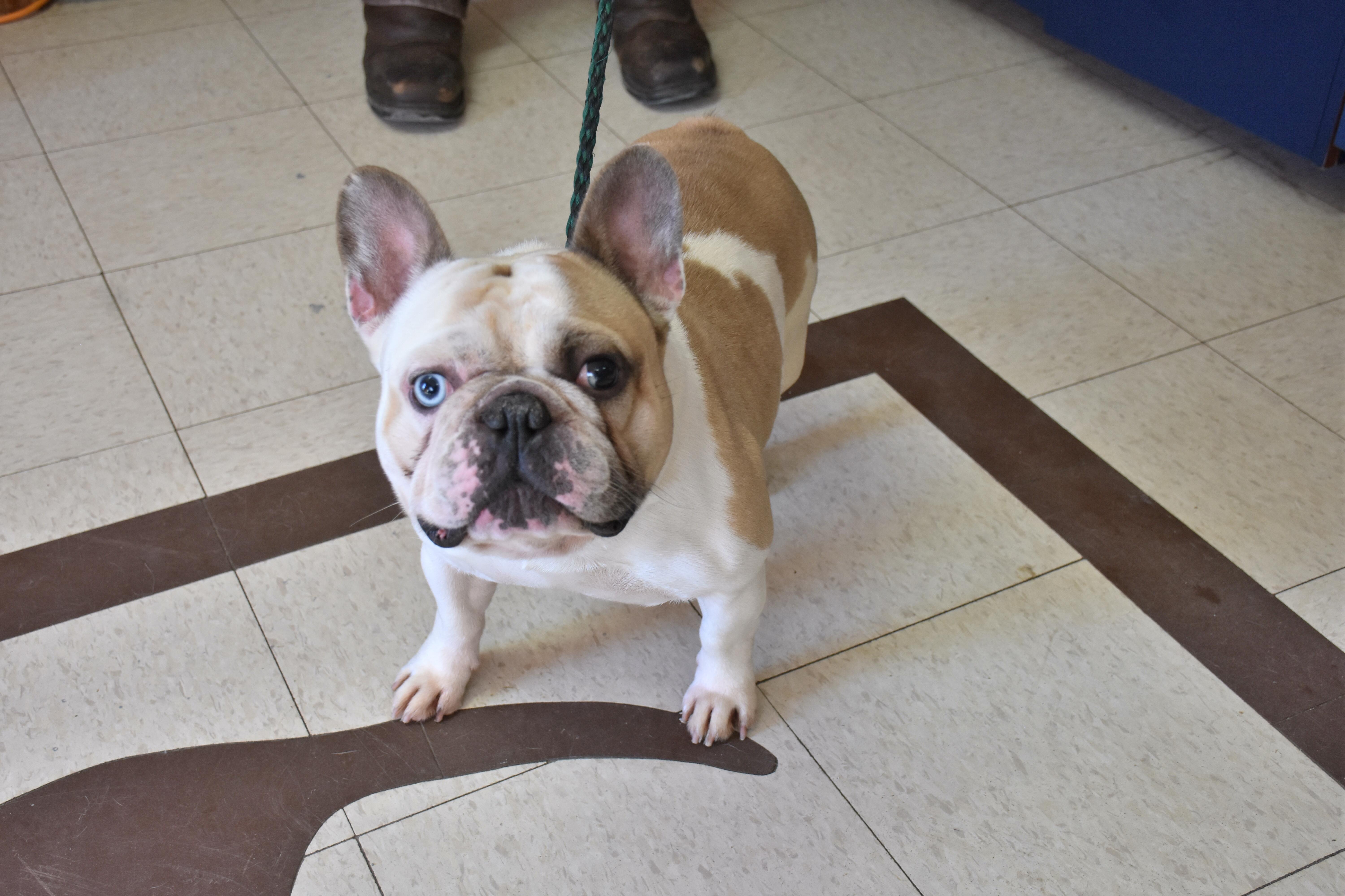 Zeus, ADOPTABLE, Adult Male French Bulldog.