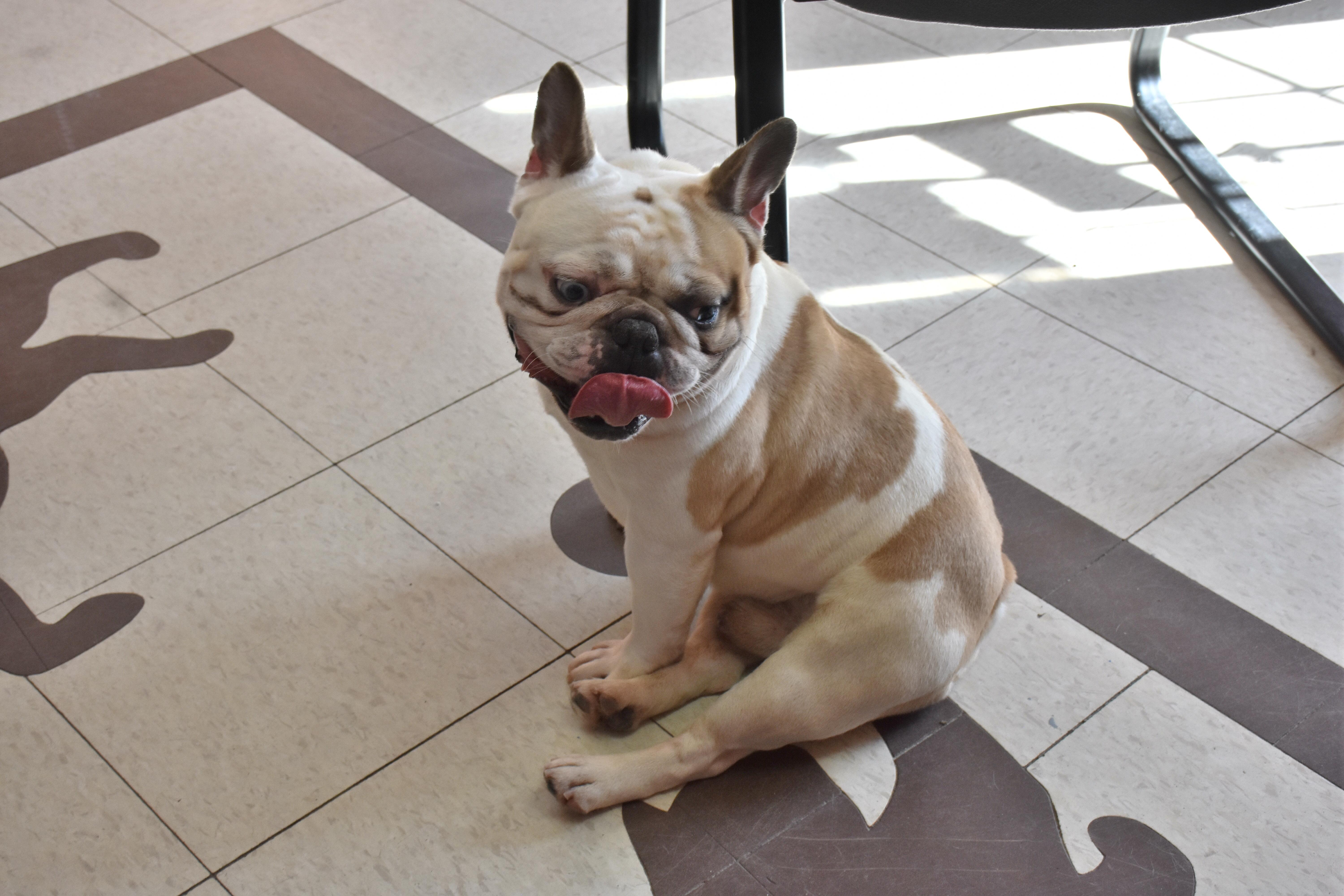 Zeus, a ADOPTABLE French Bulldog in North Judson, IN image 2/3