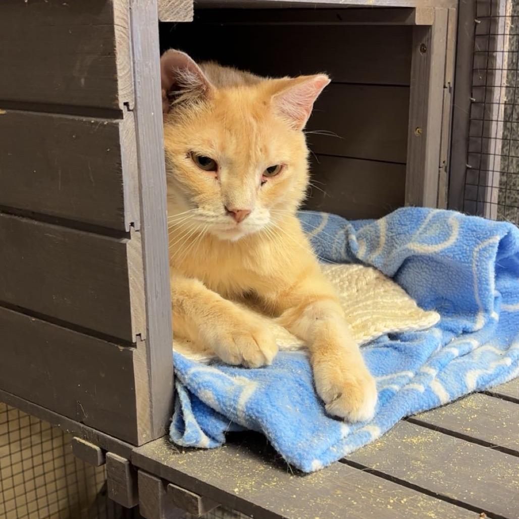 Don Giovanni, Adoptable, Adult Male Domestic Short Hair.