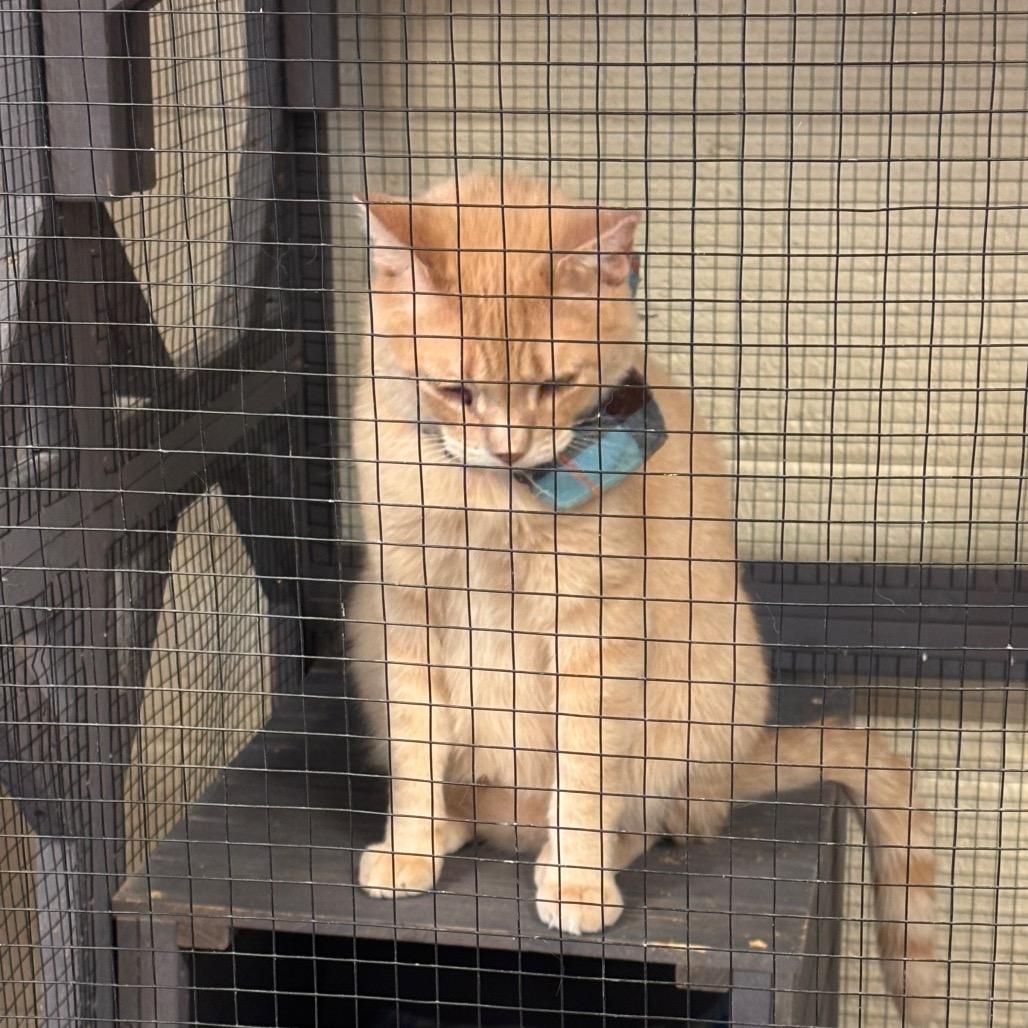 Enlarge Don Giovanni, a Adoptable Domestic Short Hair in Midland, TX image 2/4