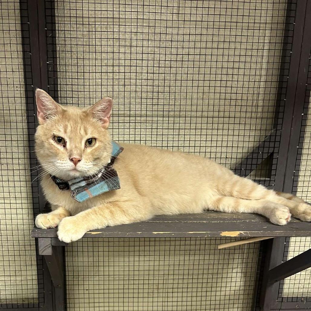 Enlarge Don Giovanni, a Adoptable Domestic Short Hair in Midland, TX image 3/4