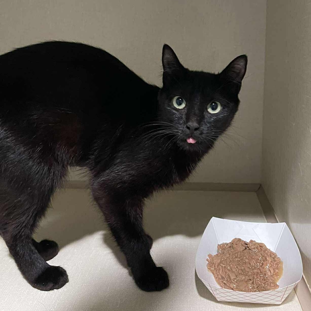 Enlarge Delphinium, a ADOPTABLE Domestic Short Hair in Winthrop, ME image 1/1