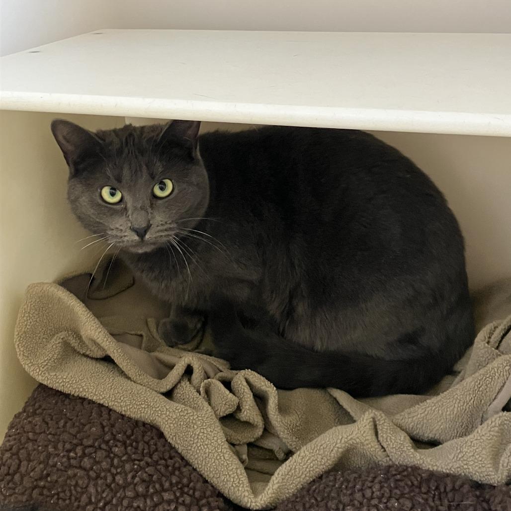 Enlarge Mitzy, a Adoptable Domestic Short Hair in Burlington, ON image 1/2