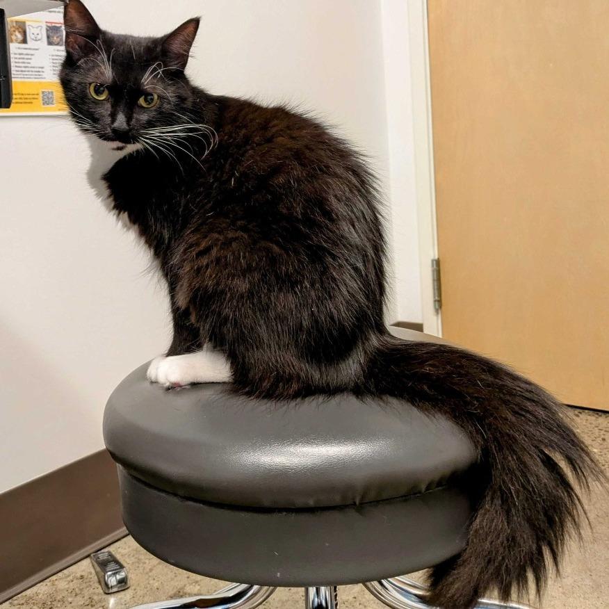 Mz. Tibbetts, a Adoptable Domestic Long Hair in Portland, OR image 2/4