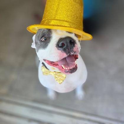 Enlarge Luna, a Adoptable mixed breed in Key West, FL image 1/1