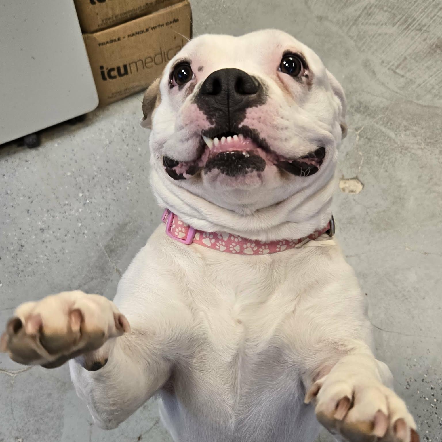 Enlarge Cauliflower, a ADOPTABLE mixed breed in Martinsville, IN image 2/5