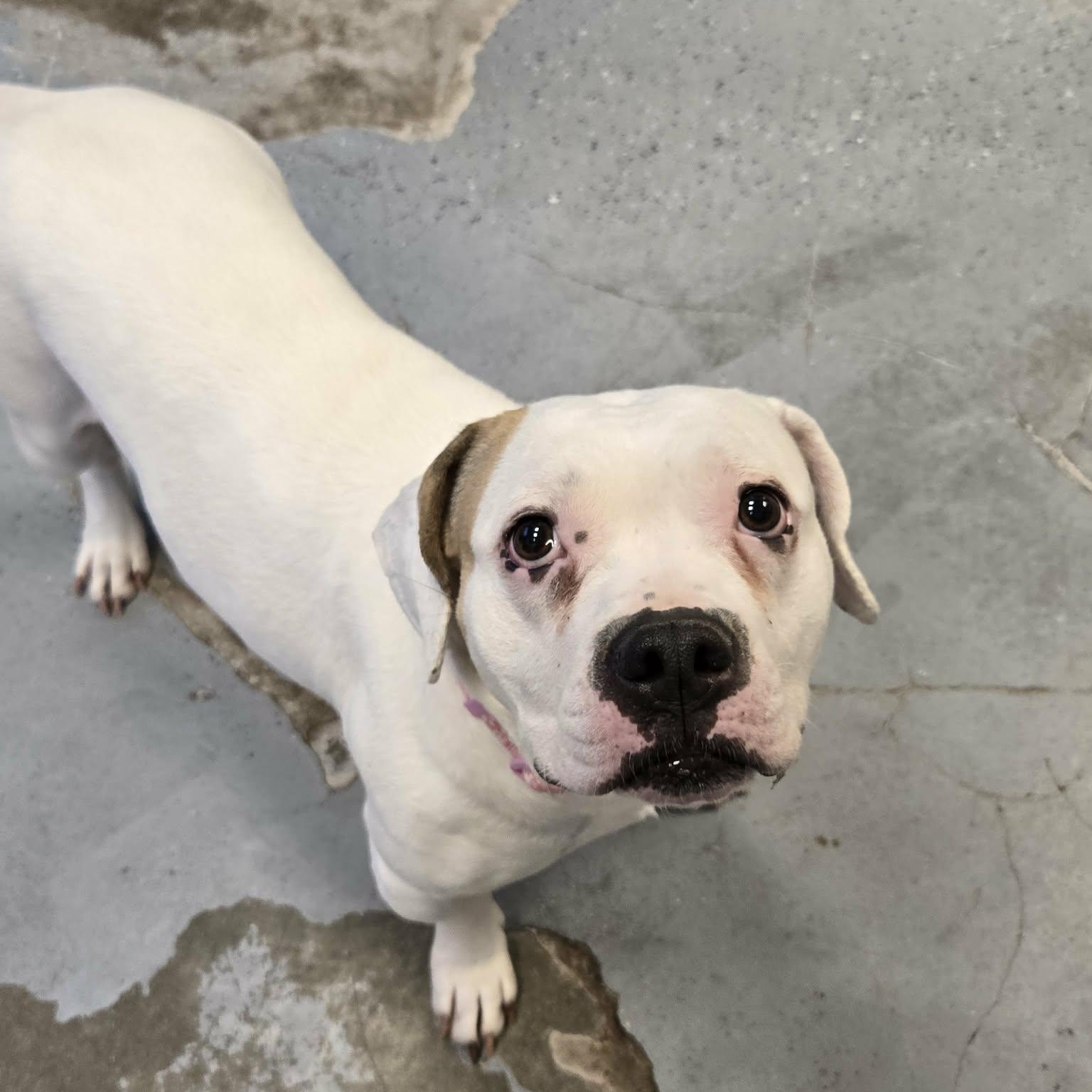 Enlarge Cauliflower, a ADOPTABLE mixed breed in Martinsville, IN image 5/5
