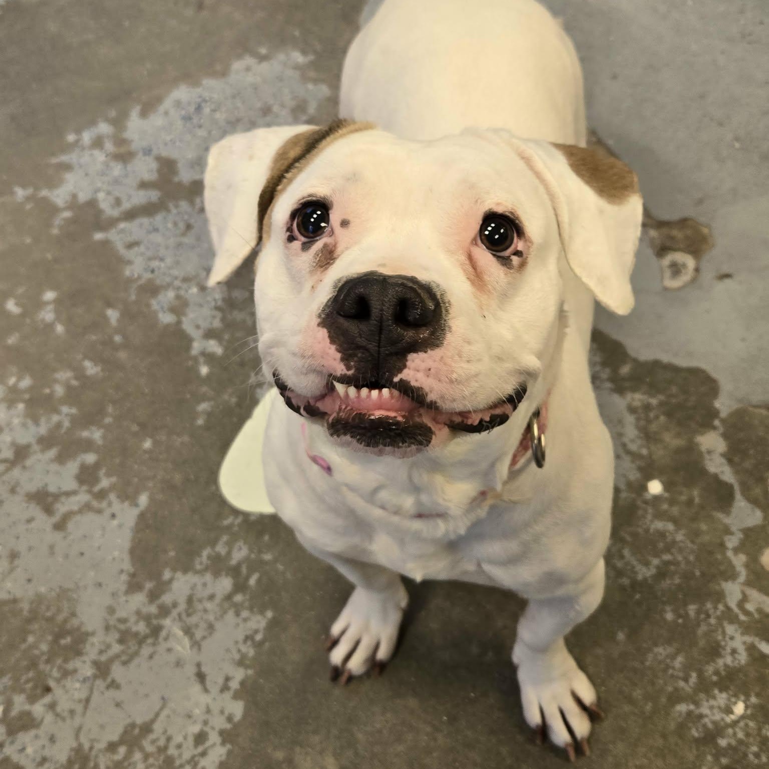 Enlarge Cauliflower, a ADOPTABLE mixed breed in Martinsville, IN image 4/5