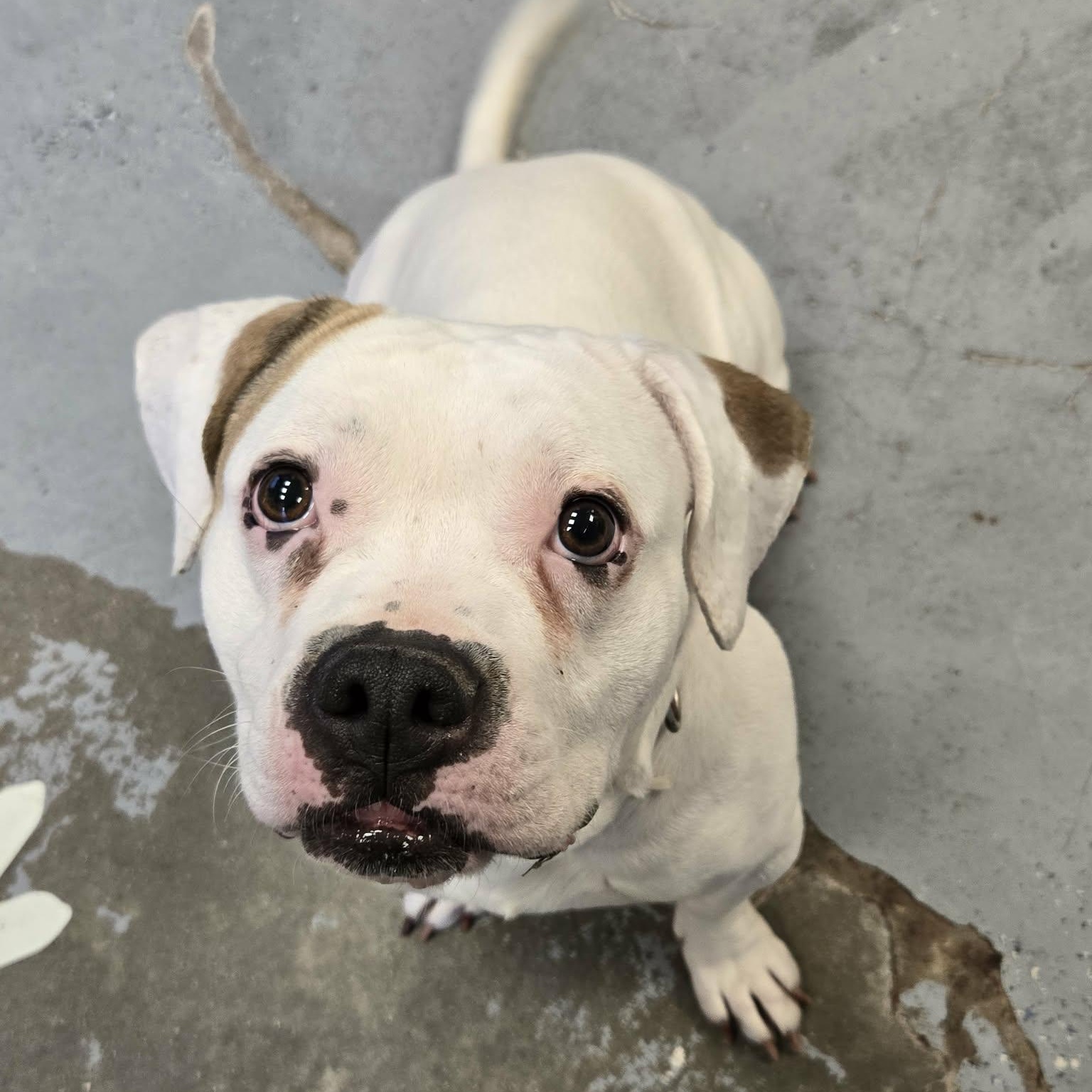 Cauliflower, ADOPTABLE, Adult Female American Bully.
