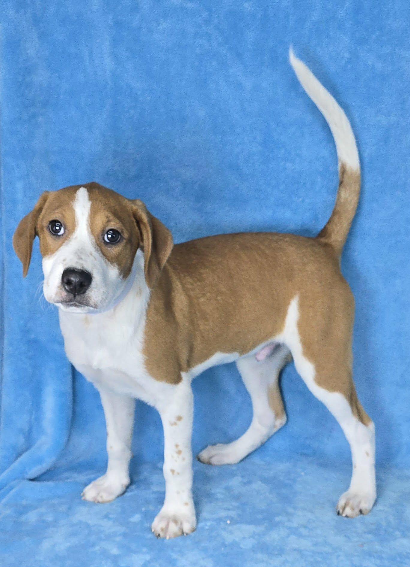 Enlarge Daedalus, a Adoptable mixed breed in Newport, TN image 3/4