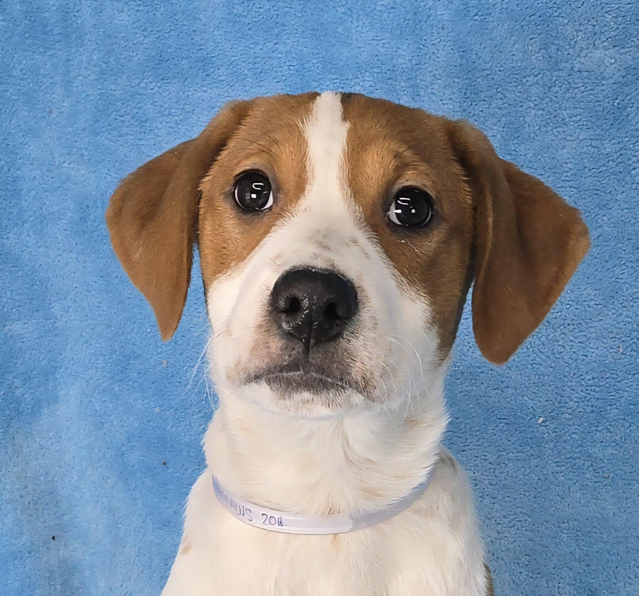 Daedalus, Adoptable, Puppy Female Catahoula Leopard Dog & Hound.
