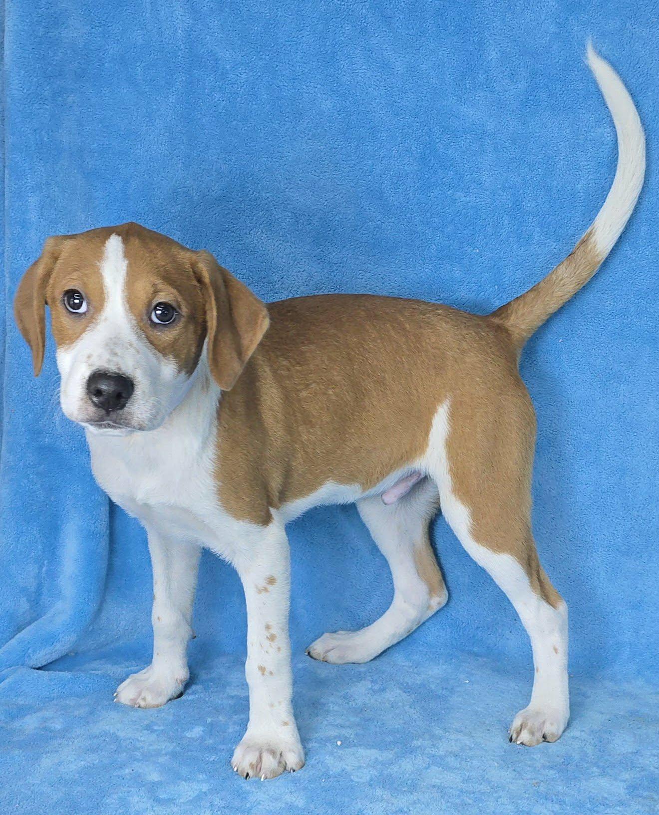 Enlarge Daedalus, a Adoptable mixed breed in Newport, TN image 2/4