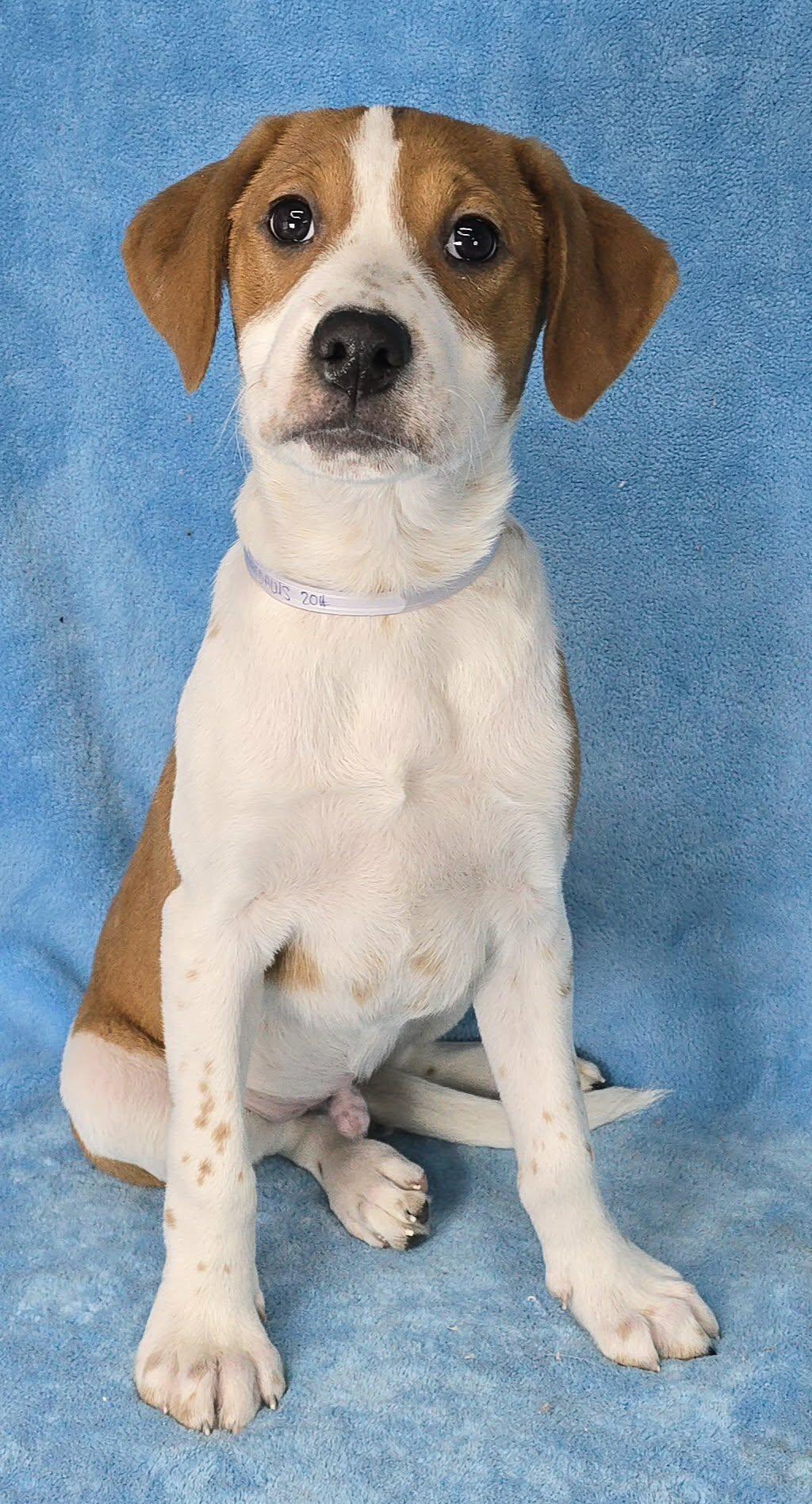 Enlarge Daedalus, a Adoptable mixed breed in Newport, TN image 4/4