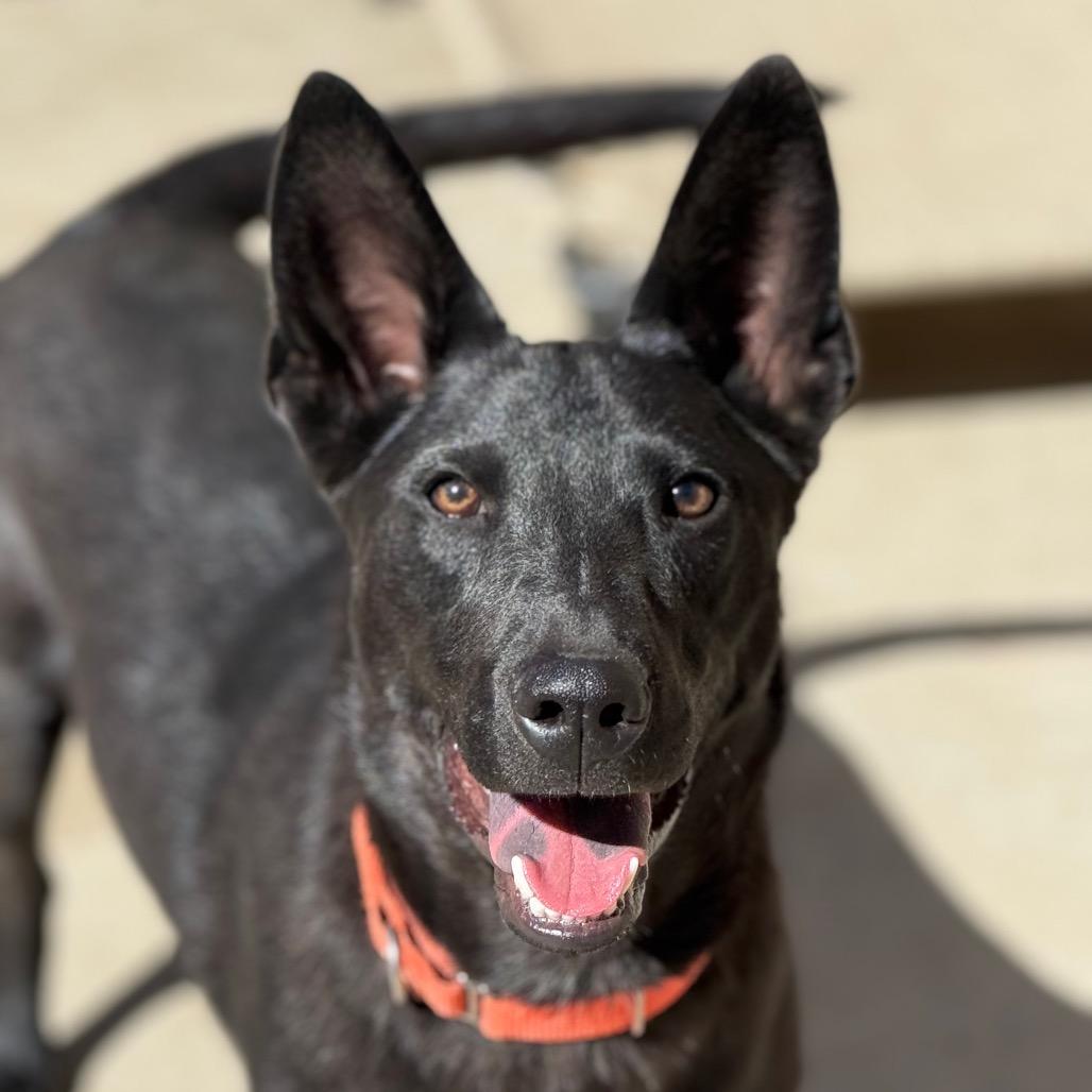 Enlarge Starburst, a Adoptable Australian Kelpie in Durango, CO image 1/6