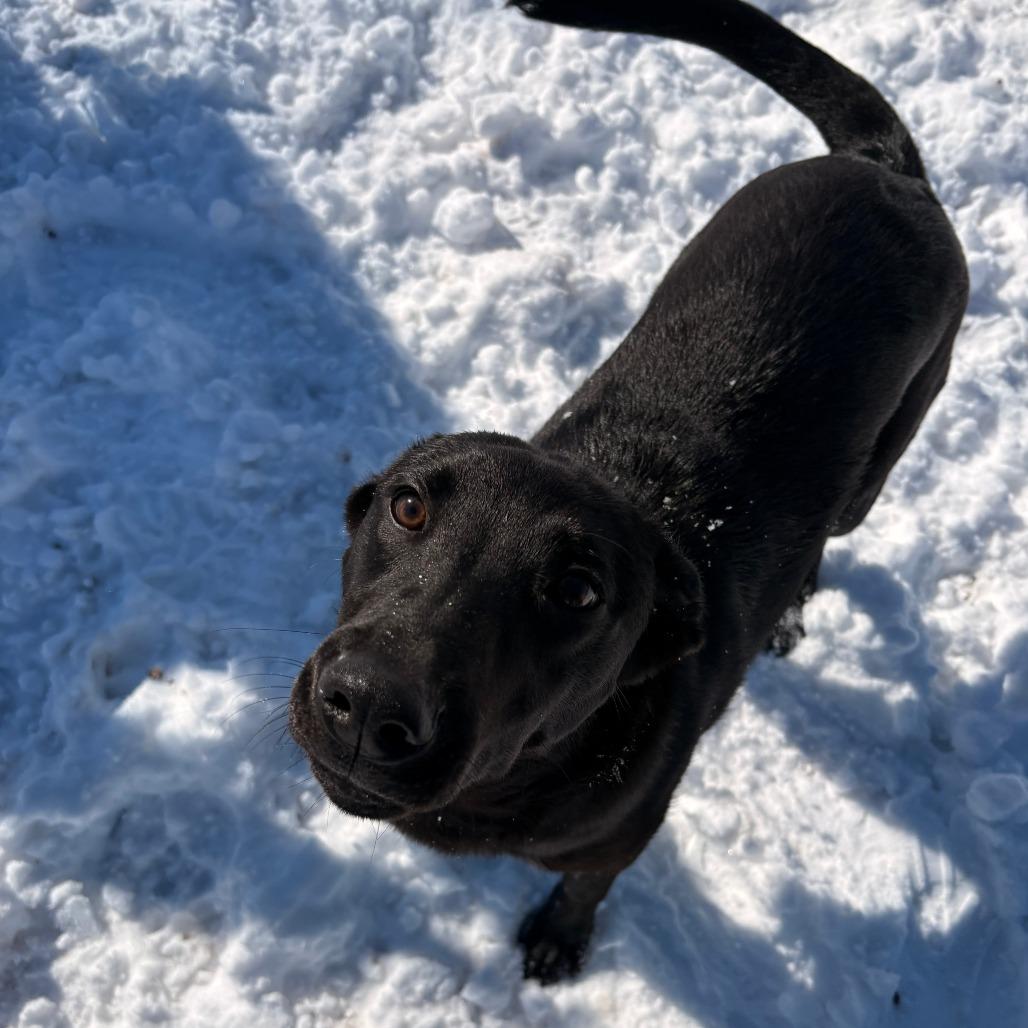 Enlarge Starburst, a Adoptable Australian Kelpie in Durango, CO image 2/6