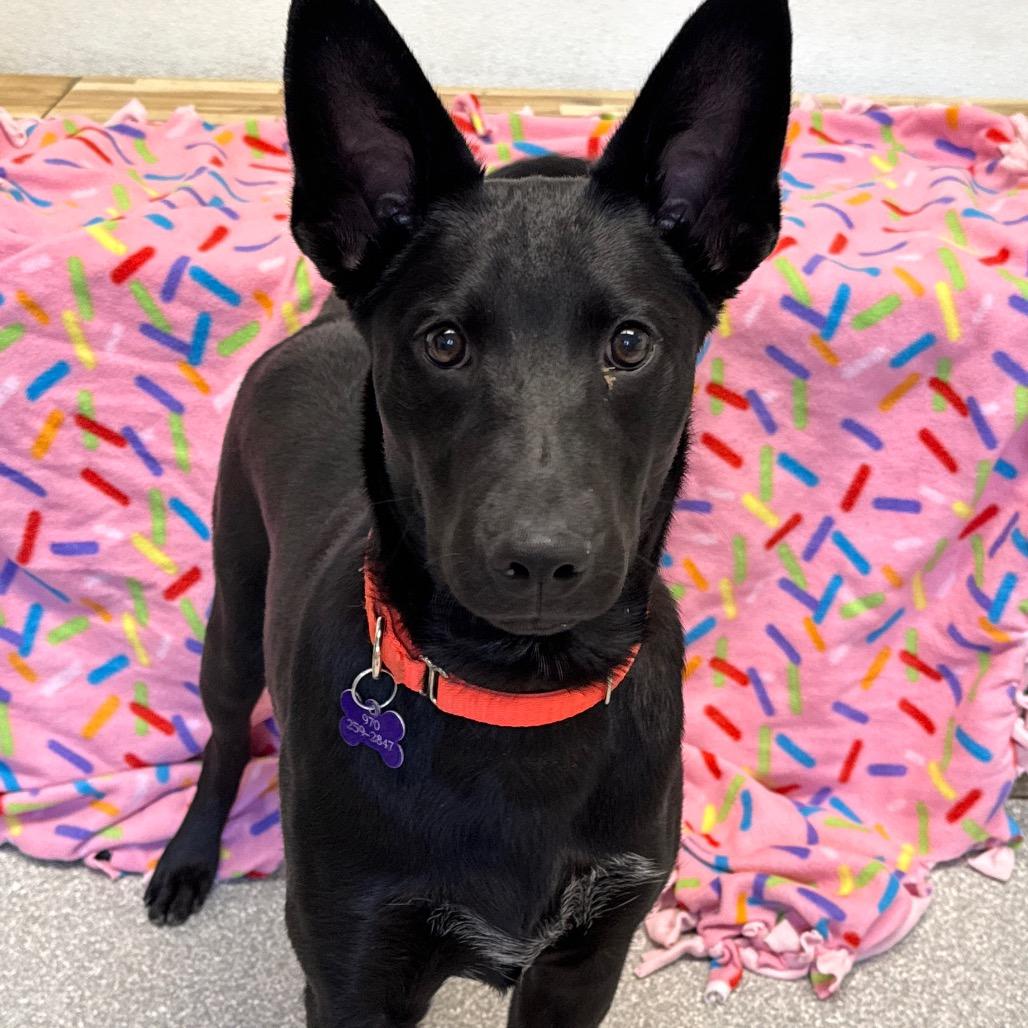 Enlarge Starburst, a Adoptable Australian Kelpie in Durango, CO image 4/6