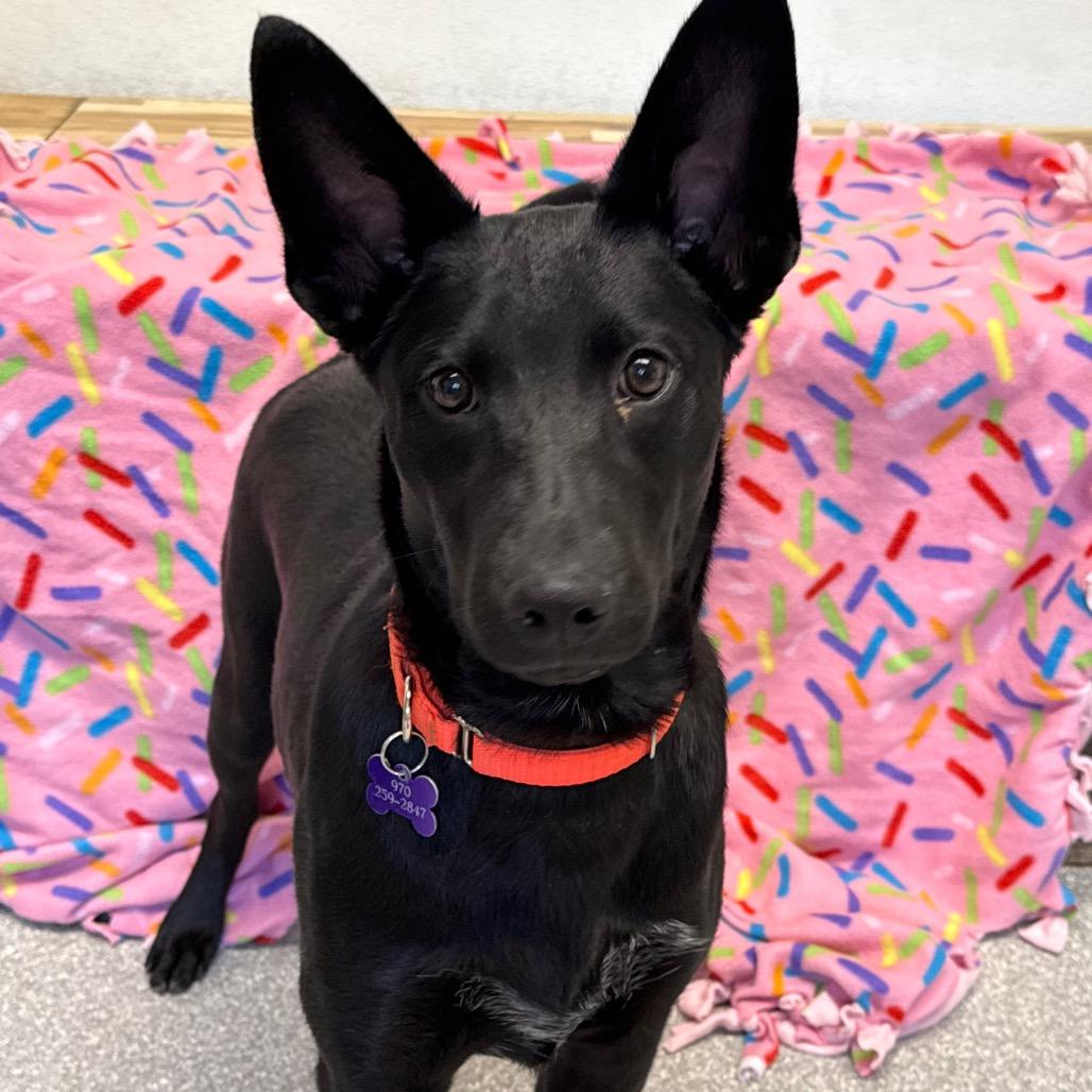 Enlarge Starburst, a Adoptable Australian Kelpie in Durango, CO image 5/6