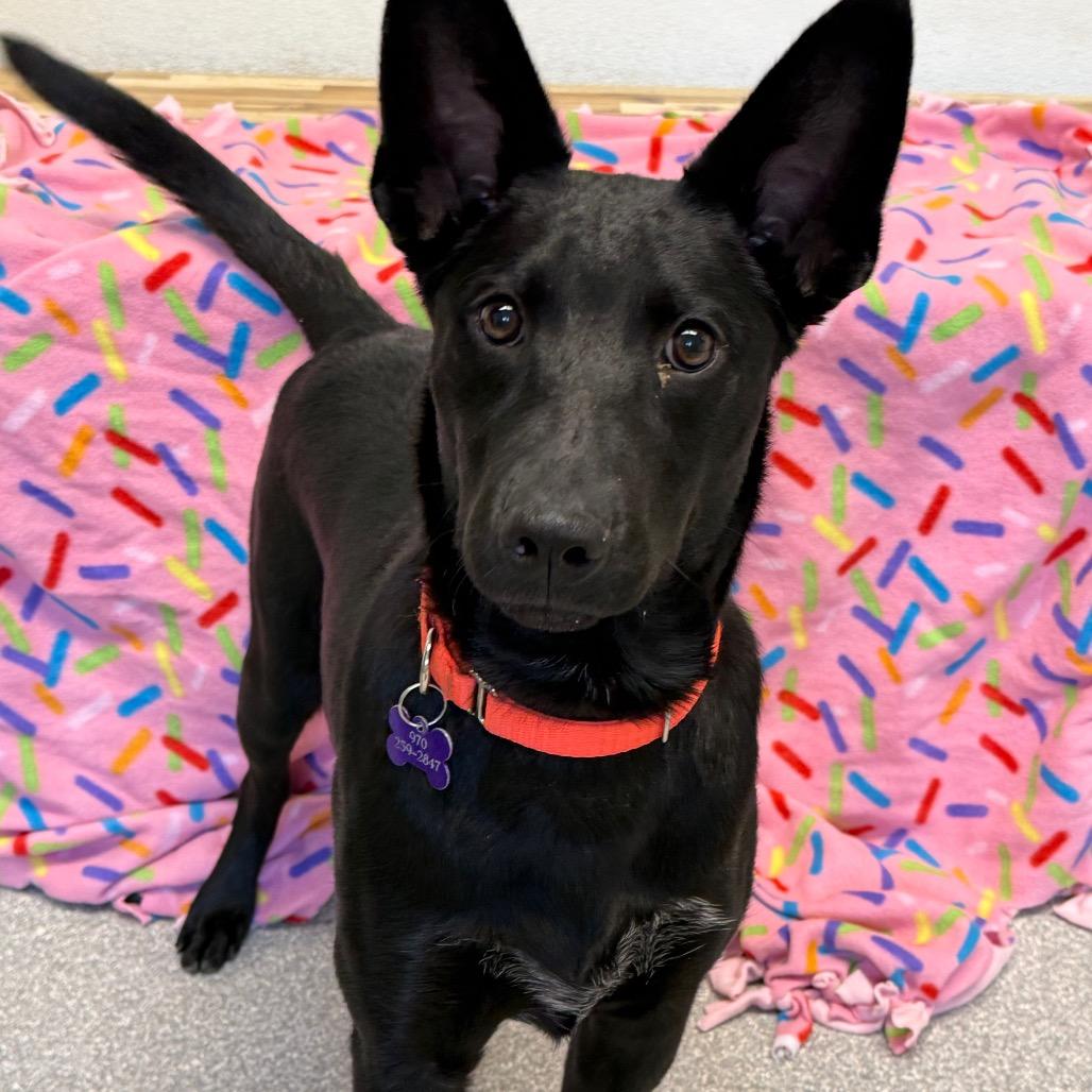 Enlarge Starburst, a Adoptable Australian Kelpie in Durango, CO image 6/6