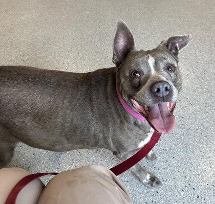 Dorothy, a Adoptable mixed breed in Twinsburg, OH image 1/2