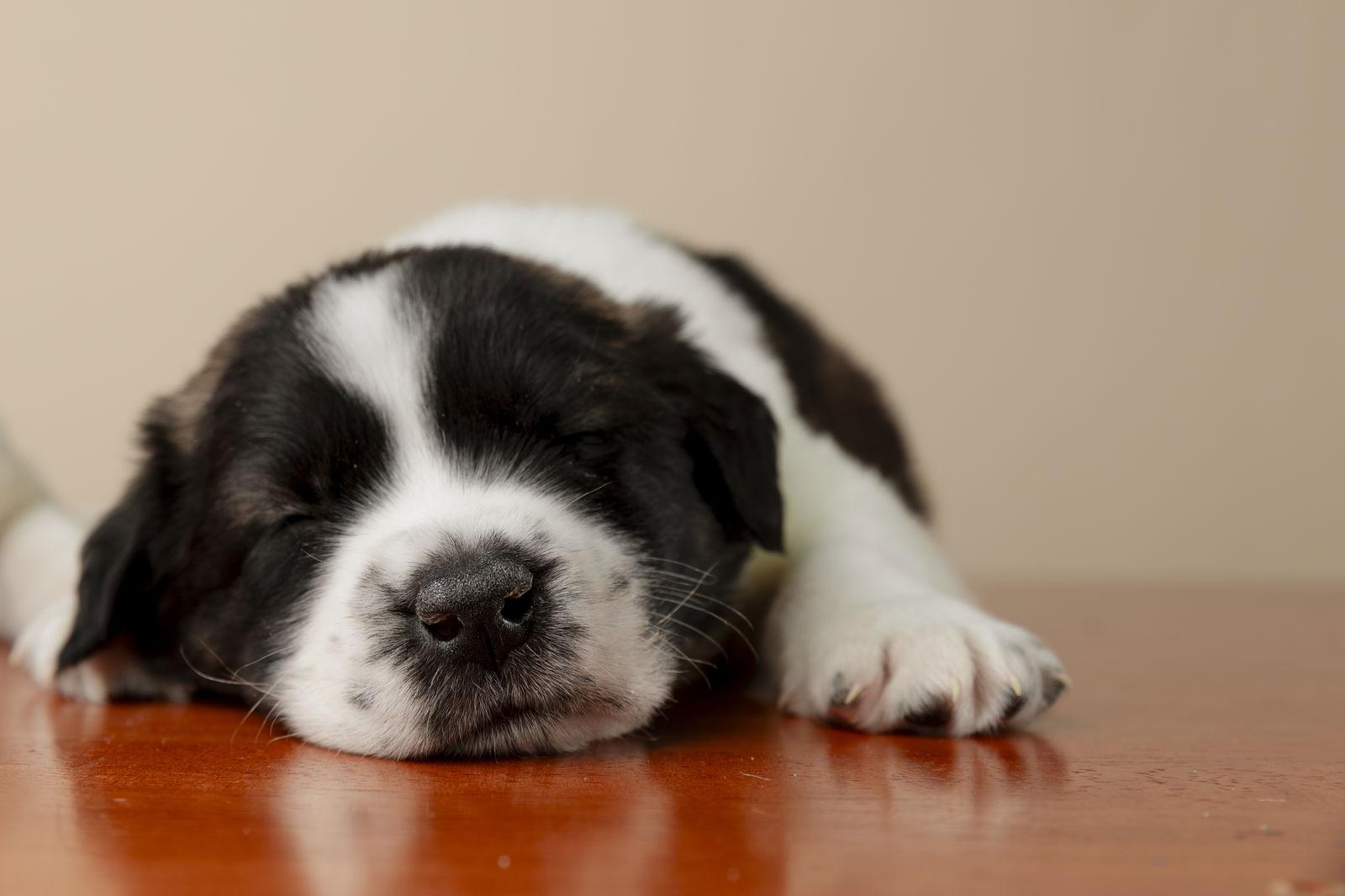 Spud, Adoptable, Puppy Male Shepherd & Labrador Retriever.