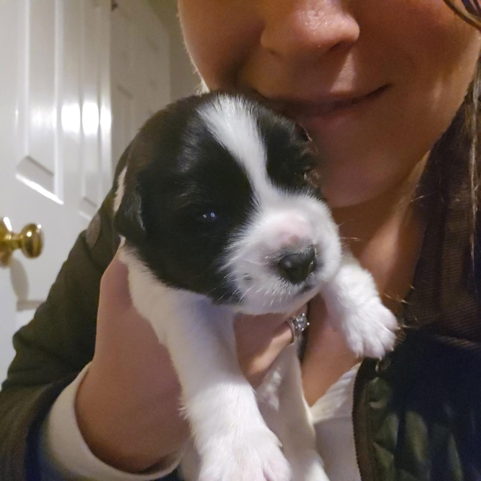 Spud, a Adoptable mixed breed in Garner, NC image 2/3