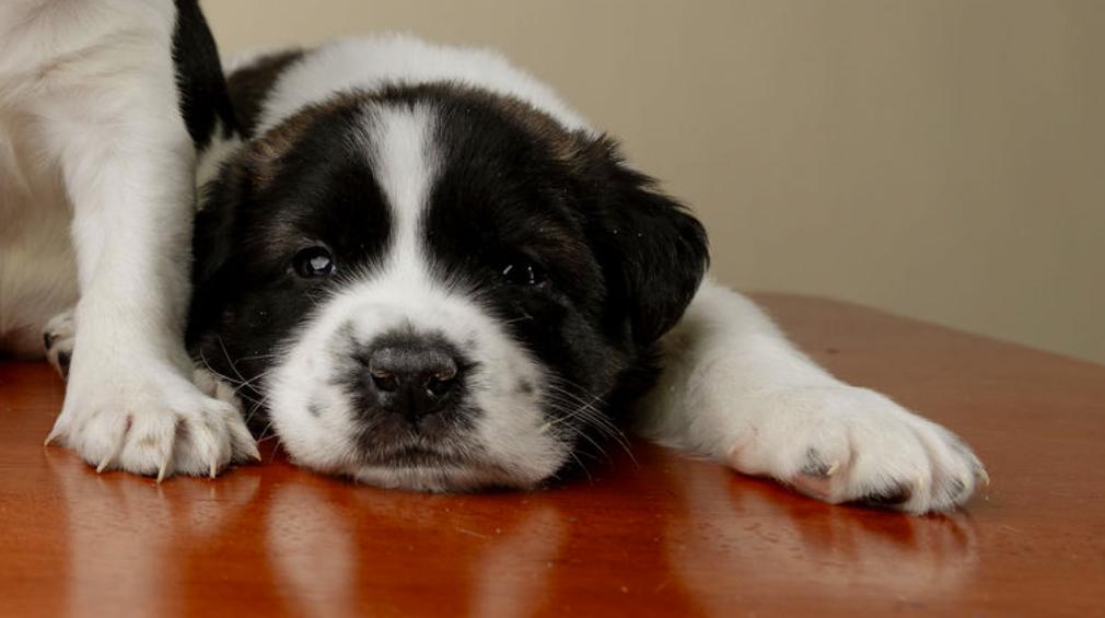 Spud, a Adoptable mixed breed in Garner, NC image 3/3