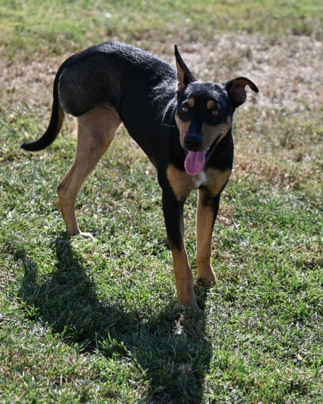 Enlarge Byrdie, a ADOPTABLE Mixed Breed in Saratoga Springs, NY image 4/4