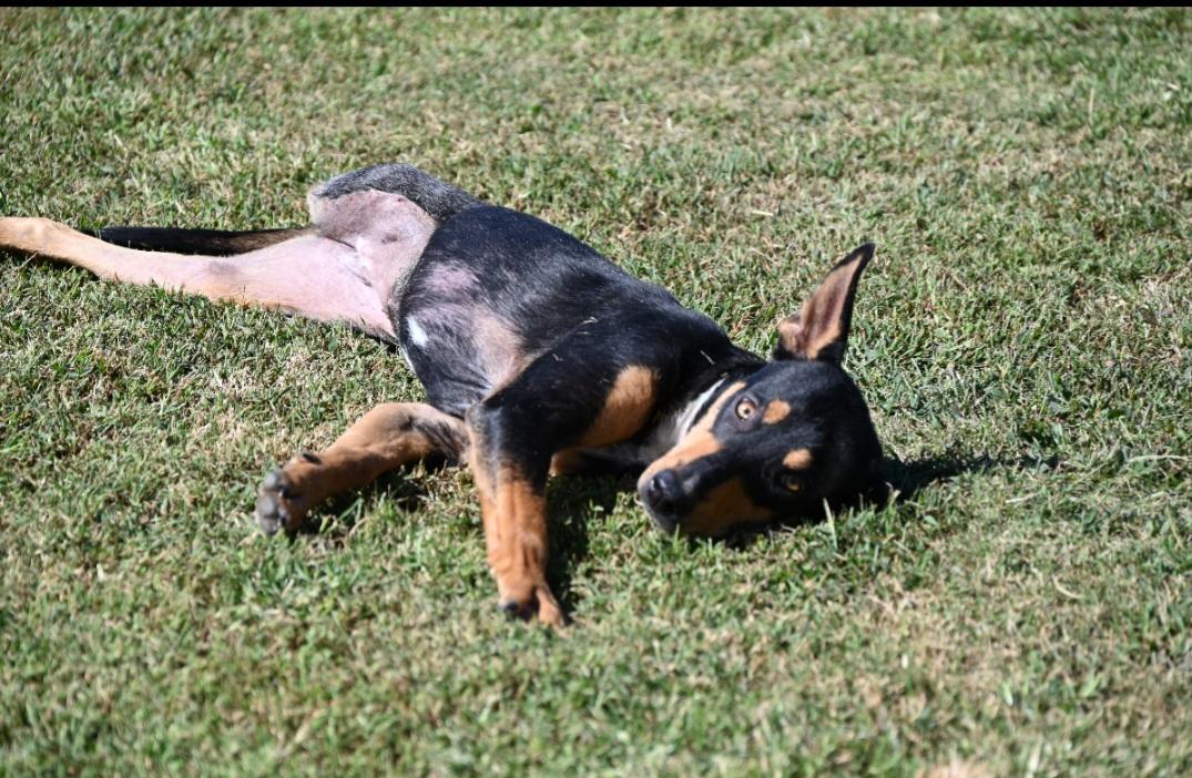 Enlarge Byrdie, a ADOPTABLE Mixed Breed in Saratoga Springs, NY image 3/4