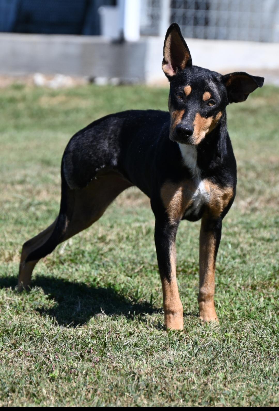 Enlarge Byrdie, a ADOPTABLE Mixed Breed in Saratoga Springs, NY image 2/4