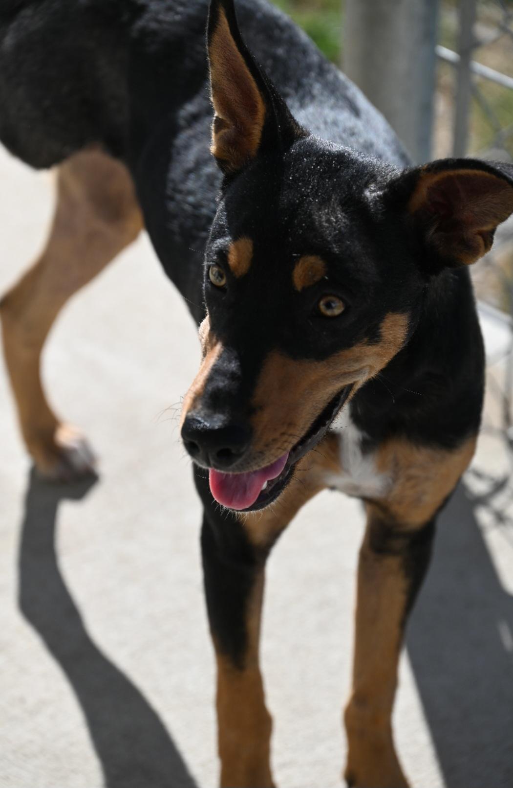 Byrdie, ADOPTABLE, Young Female Mixed Breed.