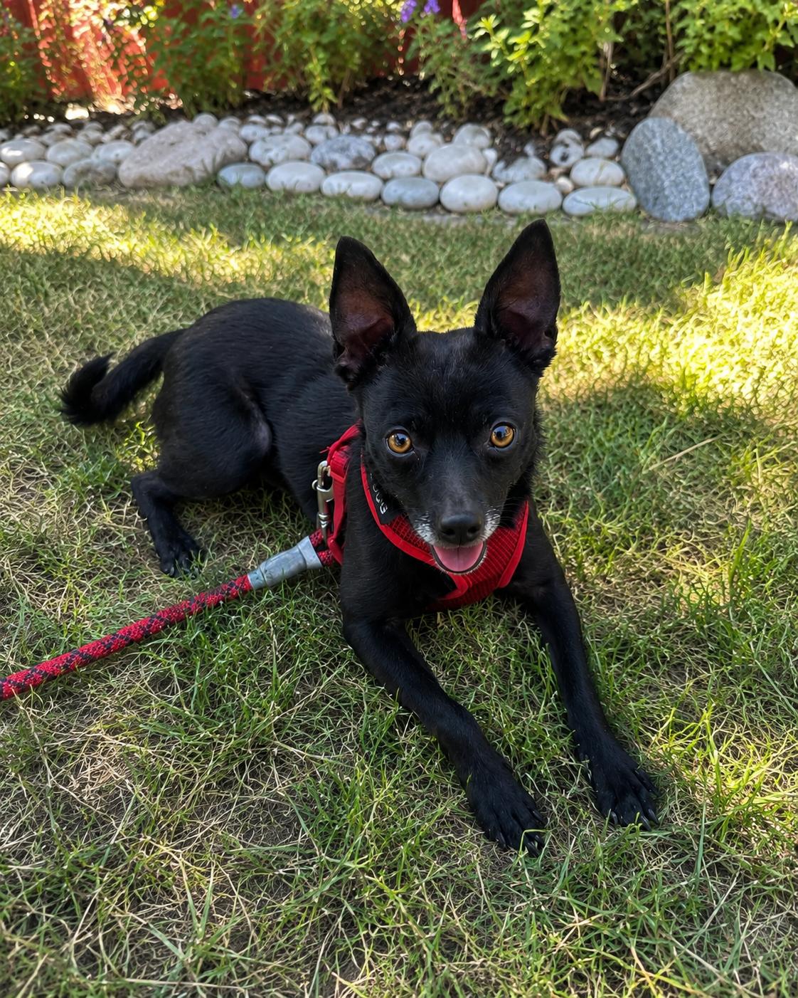 Enlarge Nick, a Adoptable Chihuahua in Twin Falls, ID image 1/4