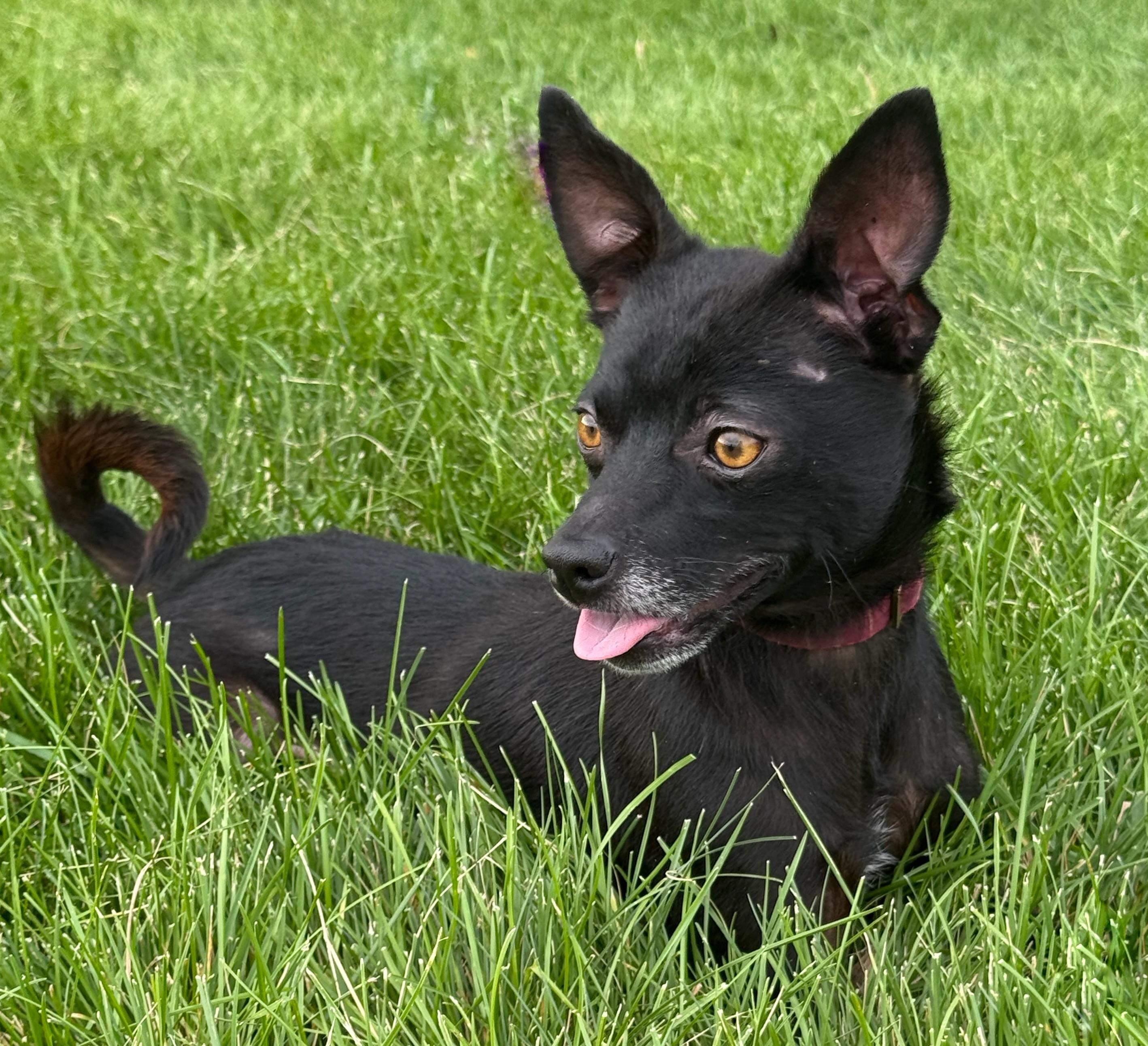 Enlarge Nick, a Adoptable Chihuahua in Twin Falls, ID image 2/4