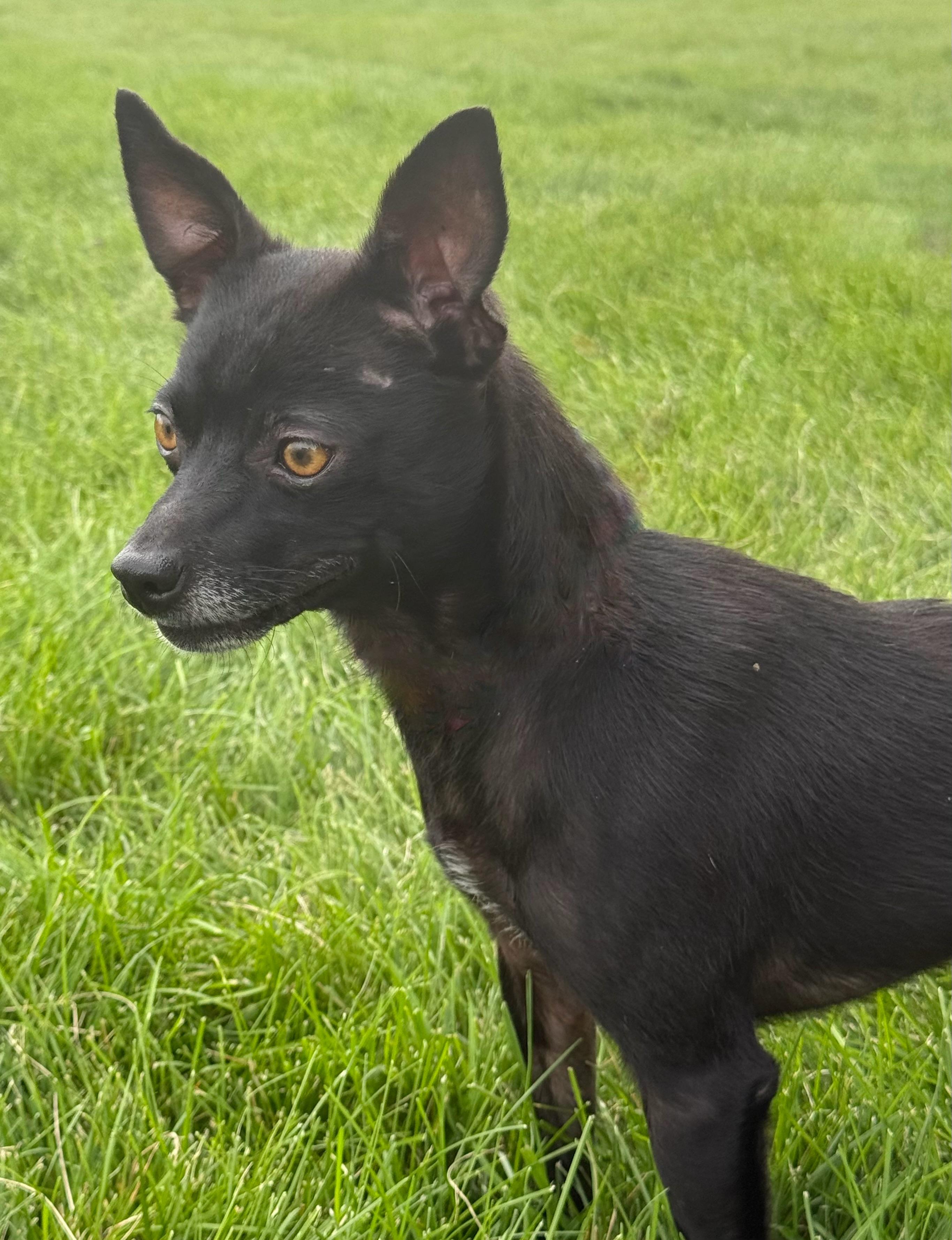 Enlarge Nick, a Adoptable Chihuahua in Twin Falls, ID image 3/4