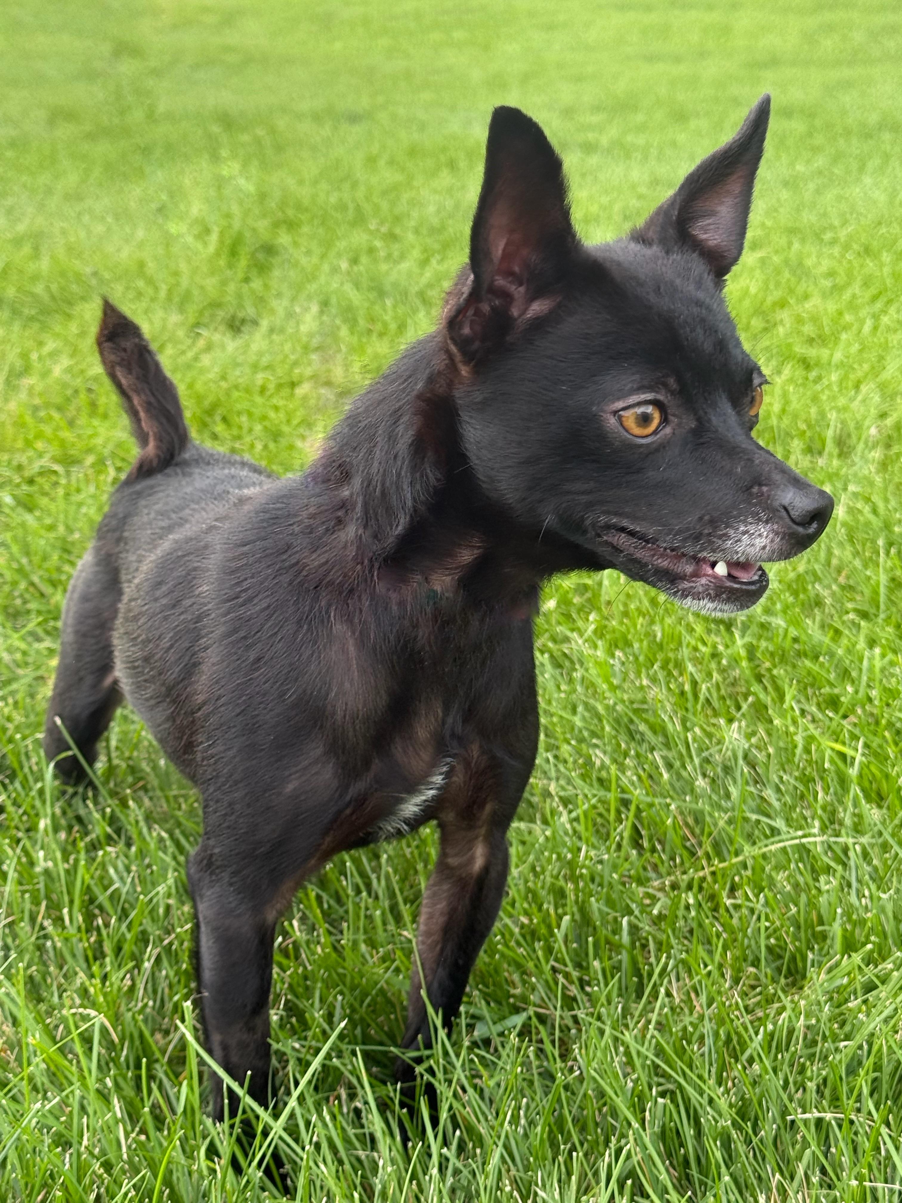 Enlarge Nick, a Adoptable Chihuahua in Twin Falls, ID image 4/4