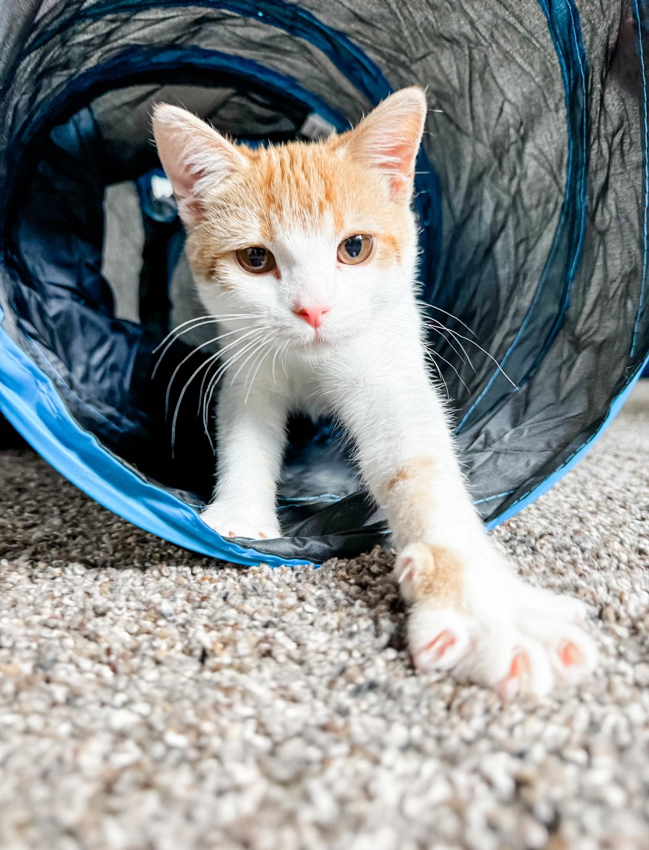 Jersey Cow, Baby Female Domestic Short Hair