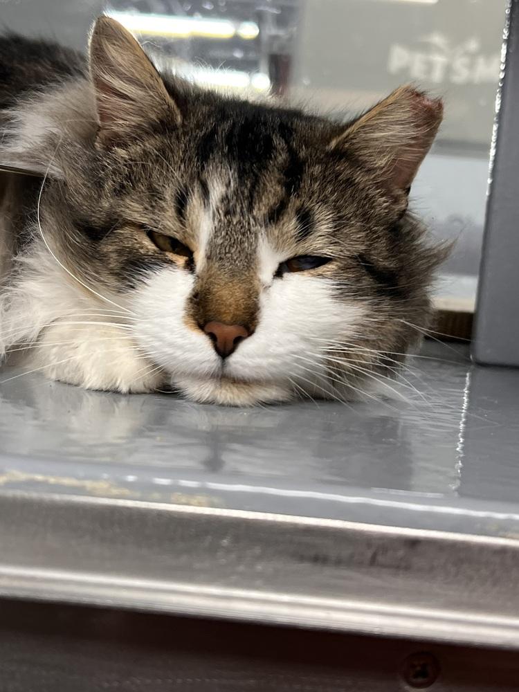 Cataract Jack, Adoptable, Adult Male Domestic Long Hair.