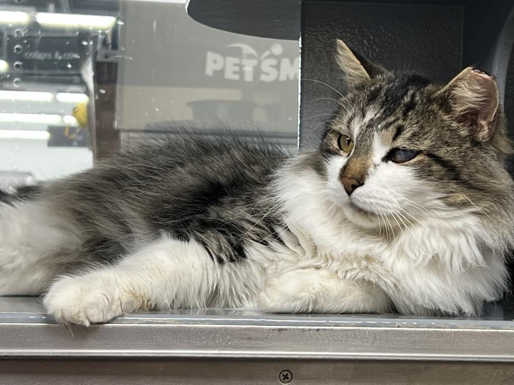 Enlarge Cataract Jack, a Adoptable Domestic Long Hair in East hartford, CT image 2/4