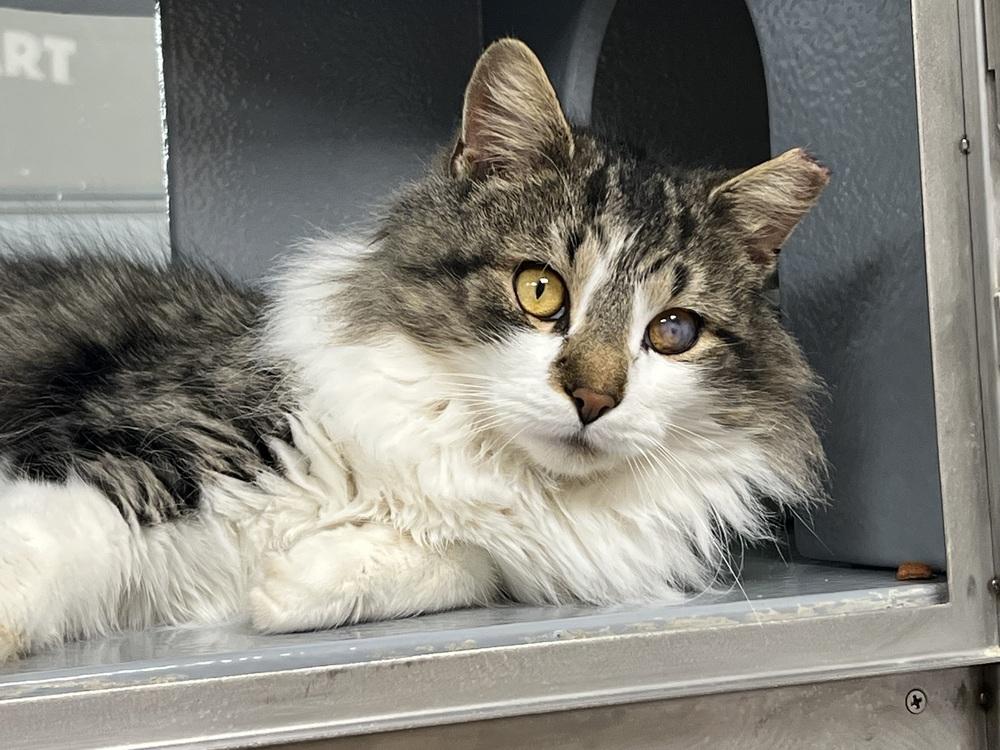Enlarge Cataract Jack, a Adoptable Domestic Long Hair in East hartford, CT image 3/4