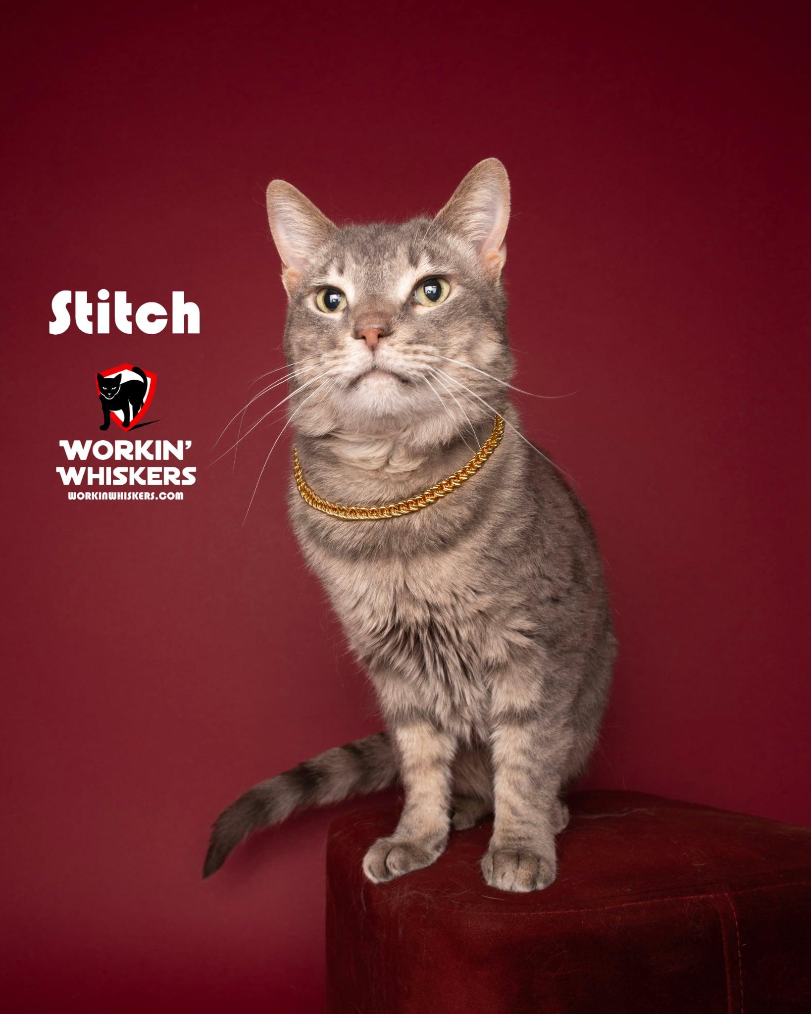 Enlarge STITCH, a Adoptable mixed breed in Murrieta, CA image 1/6